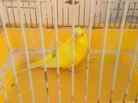 Iki qus (erkek disi) bir boyuk qefes icinde yemi qabi su qabi — Foto 4
