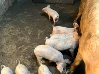 Sow, Pigs — photo 1