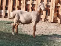 Ram, Rhon sheep — photo 8