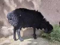 Sheep (batch, sex not specified), Sheep — photo 2