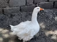 Geese — foto 2