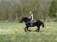 Yegua, Percheron — foto 6