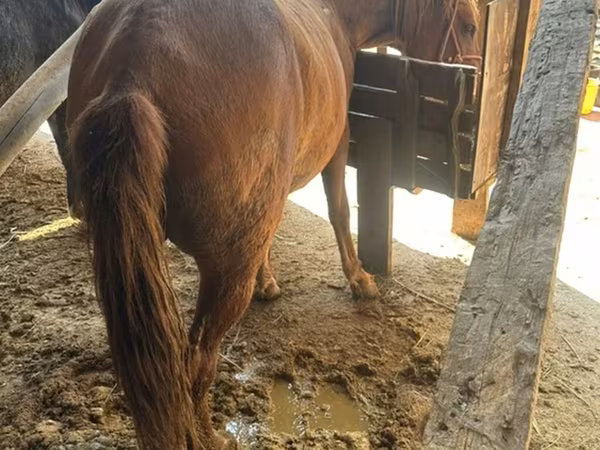 Égua, Cavalos