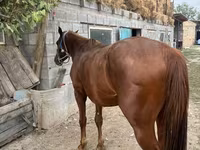 Caballo, Kyrgyz Horse — foto 5