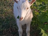 बकरी, Saanen goat — फ़ोटो 4
