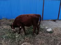 Cow, Latvian Blue cattle — photo 3