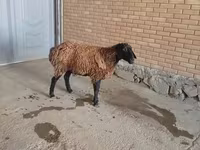Qoç, Qoyunlar — foto 3