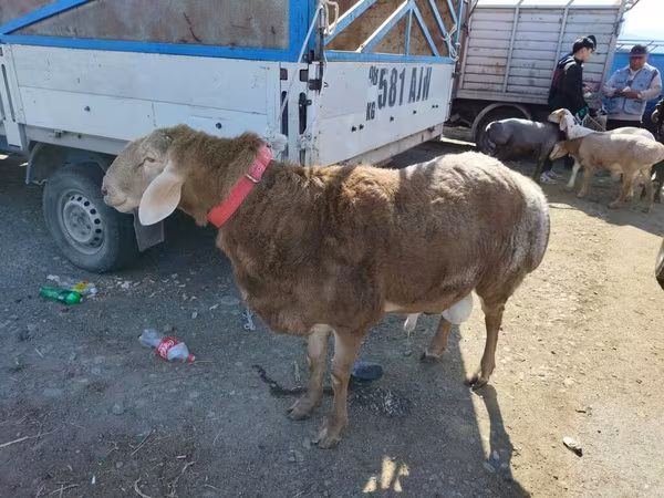 Qoç, Arashan sheep