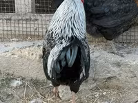 Chickens — photo 7