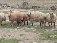 Oveja, Ovejas — foto 3