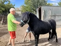Kůň, Welsh Cob — foto 3