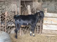 Billy Goat, Goats — photo 3
