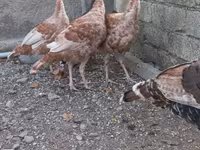 Burbon Qırmızı — foto 2