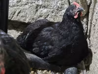 Chickens — photo 4
