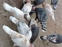 Turkeys — foto 7
