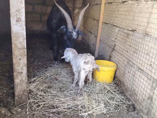 Goat, Goats — Azerbaijan