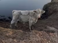 Buğa, Auliekol irqi — foto 2