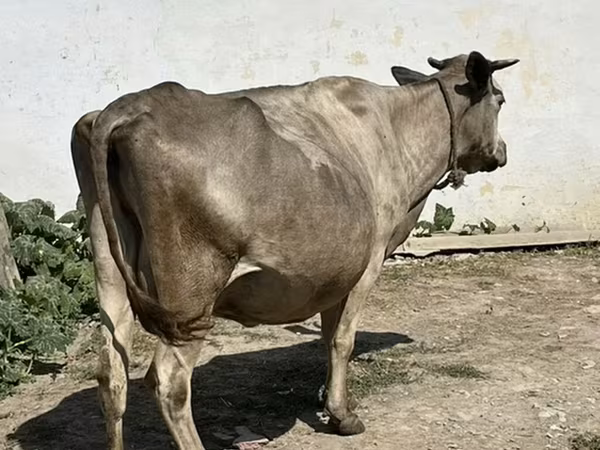 Cow, Cattle — Azerbaijan