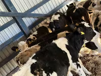أبقار (دفعة، الجنس غير محدد), Russian Black pied cattle — الصورة 3