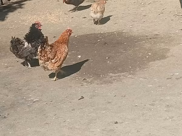 Chickens