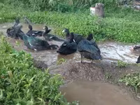 Ducks — الصورة 8