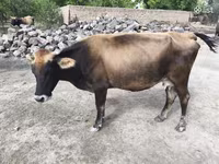 गाय, एबरडीन - एंगस — फ़ोटो 4