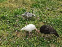 Turkeys — photo 3
