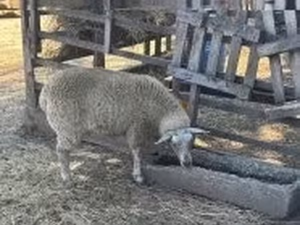 母羊, Beltex sheep