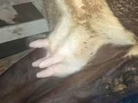 İnək, Qırmızı-ləkəli cins — foto 1