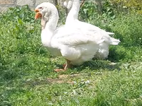 Geese — الصورة 3