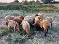 Oveja, Ovejas — foto 2