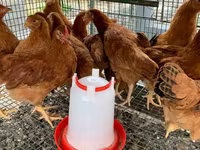 Chickens — Foto 2
