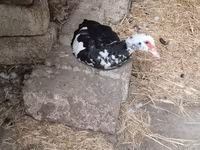 Ducks — foto 3
