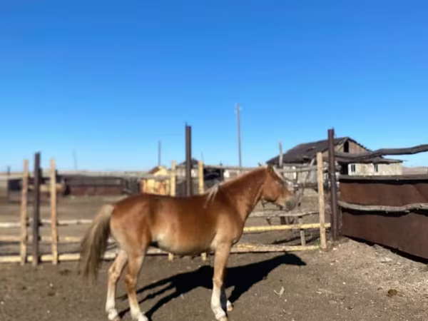 马匹（批次，未指定性别）, Kazakh horse