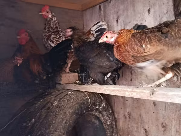 Chickens — Azərbaycan