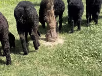 Sheep (batch, sex not specified), Sheep — photo 1