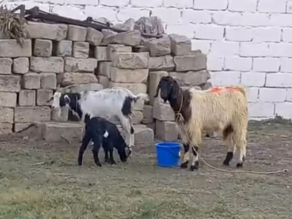 Goat, Goats — Azerbaijan