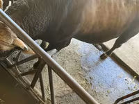 Buğa, Swiss cattle — foto 4