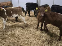母牛, Simmental cattle — 照片 3