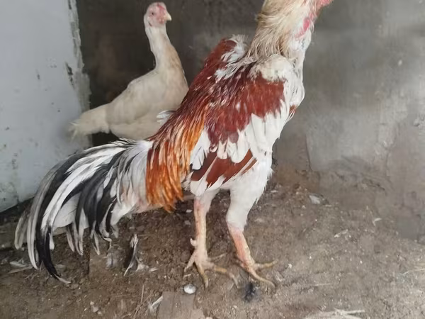Chickens