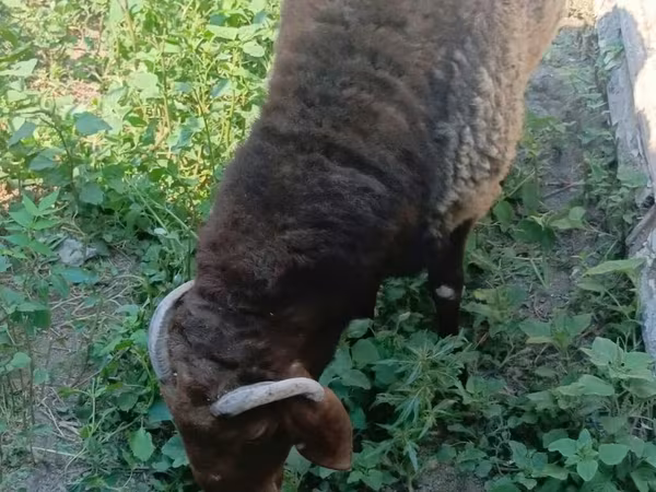 كبش, الأغنام