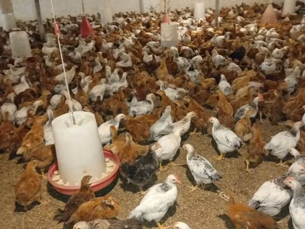 Chickens