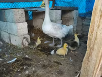Geese — foto 2