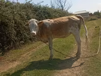Kuh, Simmental cattle — Foto 3