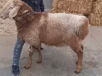 Baran, Arashan sheep — zdjęcie 2