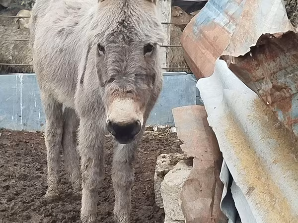 At, Atlar — Azərbaycan