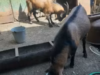 Козёл, Альпийская коза — фото 3