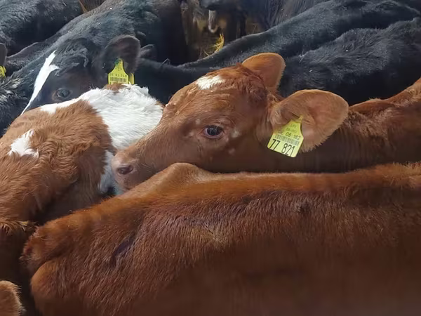 Buğa, Simmental cattle