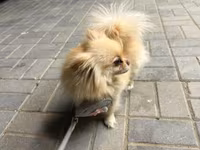 🐶 Satılır – Çox Şirin Dişi Pomeranian (Spitz) 🐶 2 yaşlı, dişi, çox — фото 4