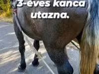 Égua, Cavalos — foto 3